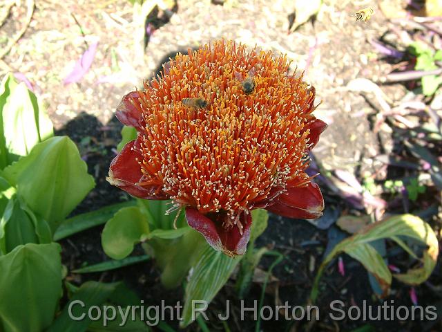 Scadoxus puniceus